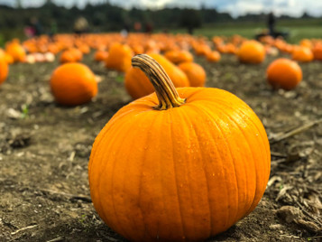 Pumpkin Hollow Fragrance Oil Pumpkin Hollow Fragrance Oil