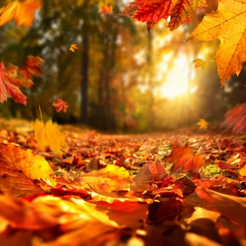 Autumn Leaves Fragrance Oil