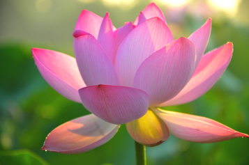 Lotus Blossom Fragrance Oil Lotus Blossom Fragrance Oil
