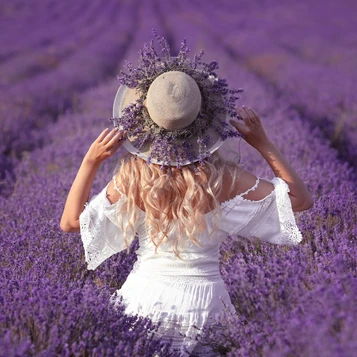 Lavender Fragrance Oil