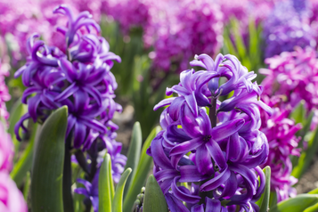 Hyacinth Fragrance Oil