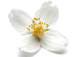Jasmine Fragrance Oil Jasmine Fragrance Oil