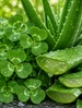 Green Clover and Aloe Fragrance Oil