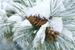 Rocky Mountain Christmas Fragrance Oil Rocky Mountain Christmas Fragrance Oil