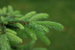 Perfect Pine Fragrance Oil Perfect Pine Fragrance Oil