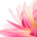 Water Lily and Jasmine Fragrance Oil Water Lily and Jasmine Fragrance Oil