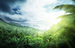 It's A Jungle Out There Fragrance Oil It's A Jungle Out There Fragrance Oil
