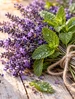 Lavender Mint Fragrance Oil