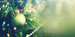 Holiday Twinkle Fragrance Oil Holiday Twinkle Fragrance Oil