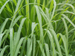 Lemongrass Fragrance Oil Lemongrass Fragrance Oil