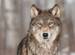 Werewolf Fragrance Oil Werewolf Fragrance Oil