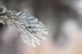 Sugared Spruce Fragrance Oil Sugared Spruce Fragrance Oil