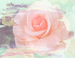 Rose Jammin' Fragrance Oil Rose Jammin' Fragrance Oil