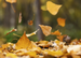 Falling Leaves Fragrance Oil Falling Leaves Fragrance Oil