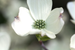 Flowering Dogwood Fragrance Oil Flowering Dogwood Fragrance Oil