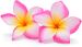 Plumeria Fragrance Oil Plumeria Fragrance Oil