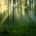 Backwoods Fragrance Oil