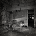 Haunted Asylum Fragrance Oil