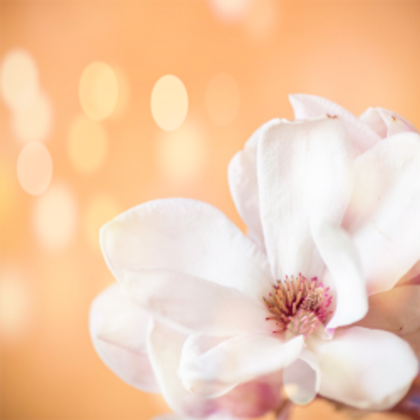 How To Affordably Blend Your Own Fragrances