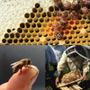 Beekeeping Fundamentals - Saturday, January 24th  2026
