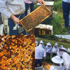 Spring Beekeeping Endeavors- Saturday, March 14th  2025