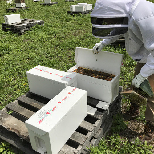 Local Over Wintered Nucleus Colony - April 2026