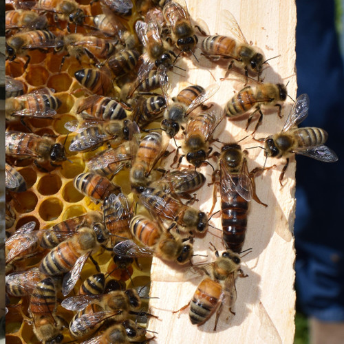  2026 Late April Italian Queen