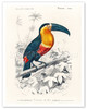 Toucan (Ramphastos) - Poster by Charles Dessalines d’Orbigny