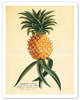Ho'okipa, Hawaiian Pineapple - Poster by Georg Dionysius Ehret