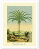 Maximiliana Palm Tree, Botanical Illustration - Poster by Charles Antoine Lemaire