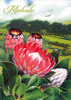 Protea Blush - Hawaiian Mahalo / Thank You Greeting Card Protea Blush - Hawaiian Mahalo / Thank You Greeting Card