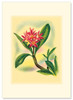 Plumeria - Premium Vintage Collectible - Anniversary Card Plumeria - Premium Vintage Collectible - Anniversary Card