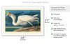 Great White Heron from Birds of America - c. 1827