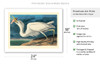Great White Heron from Birds of America - c. 1827