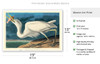 Great White Heron from Birds of America - c. 1827