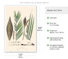 Peach Palm Tree (Bactris) - c. 1820's