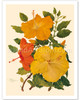 Hawaiian Hibiscus - Honolulu, Hawaii - Poster by Dorothy Falcon Platt