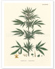 Cannabis Sativa - Common Hemp - Poster by John Sowerby