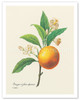 Orange Fruit (Oranger a fruits deprimes) - From the Book: Choix des Plus Belles Fleurs (Choice of the Most Beautiful Flowers) - Poster by Pierre-Joseph Redouté