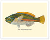 Ohua (Stethojulis Albovittata) - Blue-Lined Wrasse Fish - from Fishes of Hawaii - c. 1905 - Vintage Animal Illustration