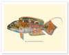 Pou (Cheilinus Bimaculatus) - Two Spot Wrasse Fish - from Fishes of Hawaii - c. 1905 - Vintage Animal Illustration