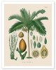 Betel Nut Palm - From Hermann Koehler's Medicinal Plants - Areca Catechu Palm - Poster by Walther Otto Müller, C.F. Schmidt, and K. Gunther