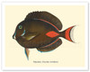 Pakuikui (Teuthis Achilles) - Achilles Tang Fish - from Fishes of Hawaii - c. 1905 - Vintage Animal Illustration