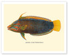 ‘Akilolo (Julis Pulcherrima) - Clown Wrasse Fish - from Fishes of Hawaii - c. 1905 - Vintage Animal Illustration
