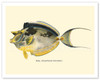 Kala (Acanthurus Unicornis) - Bluespined Unicorn Fish - from Fishes of Hawaii - c. 1905 - Vintage Animal Illustration