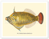 Oili (Stephanolepis Spilosomus) - From Fishes of Hawaii - c. 1909 - Vintage Animal Illustration