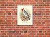 Red Crested Cardinal (Paroaria coronata) - c. 1899