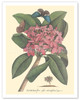 Plumeria - Flore Roseo Odoratissimo - Frangipani - c. 1749 - Poster by Georg Dionysius Ehret