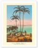 King Palm Tree (Seaforthia Elegans) - Australian Aborigines - c. 1860's - Poster by L. Stroobart a Gard