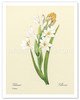 White Tuberose